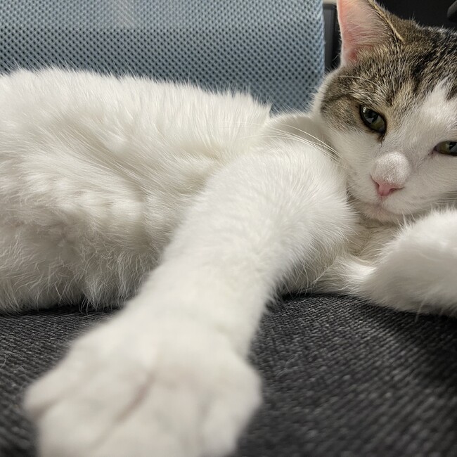 摩起のカバー写真