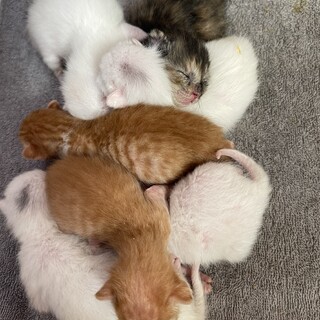 子猫の家族になってください