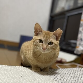 人馴れ修行中茶虎女子「ちゃみ」