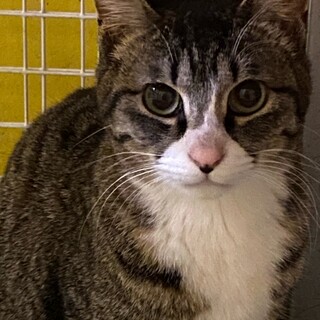 少し足が短い？キジシロの女の子