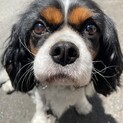 トライカラー　キャバリアキングチャールズスパニエル