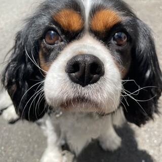 トライカラー　キャバリアキングチャールズスパニエル