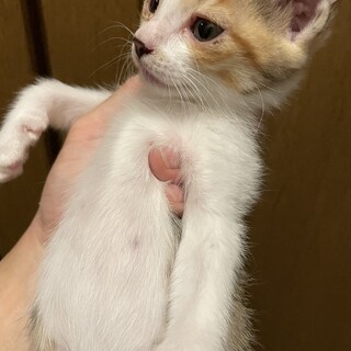 野良猫子猫の里親募集