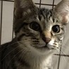 お見合い予定❤️キジトラ子猫 サムネイル2