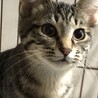 お見合い予定❤️キジトラ子猫 サムネイル3