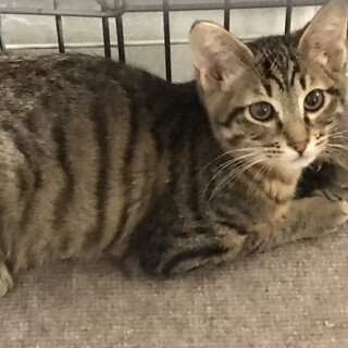 お見合い予定❤️キジトラ子猫