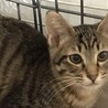 お見合い予定❤️キジトラ子猫 サムネイル2
