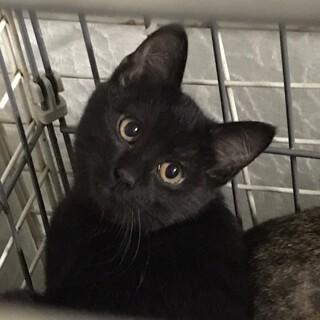 お見合い予定❤️黒猫くん