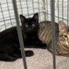お見合い予定❤️キジトラ子猫 サムネイル3