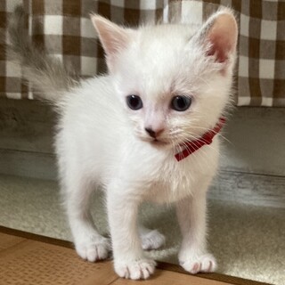 募集停止パステル三毛ちゃん