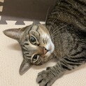 キジトラ♀デレデレ猫ちゃん