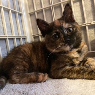 5/14荒川区譲渡会　個別お見合い　　２ヶ月