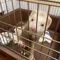 急募　フェレットの里親募集