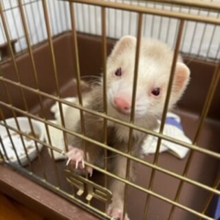 急募　フェレットの里親募集