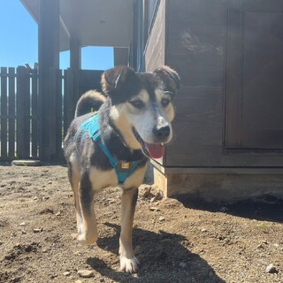 ちょこんとたれ耳マイペースな【アッシマー】ちゃん