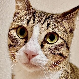 穏やかでおとなしいレンくん