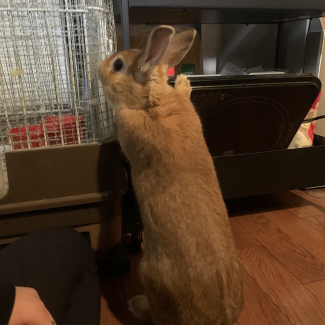 とりかごのカバー写真