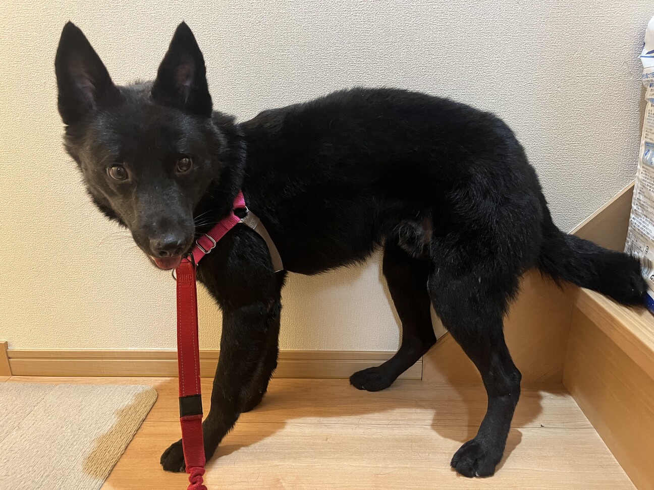 「シェパードミックス？野犬...」東京都 犬の里親募集(454805) ペットのおうち【里親決定25万頭！】