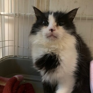 もふもふ半長毛 黒白ハチワレ あねごちゃん