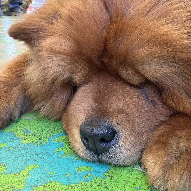 ピロピロ530のカバー写真