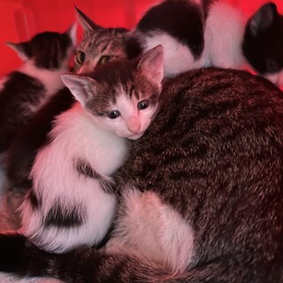 生後1か月のラブリーにゃんこ