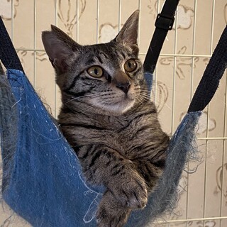 7ヶ月のキジトラの男の子