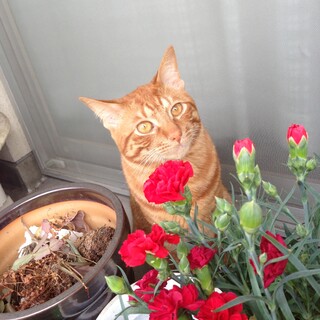 茶トラの12歳人懐っこくて大人しいです