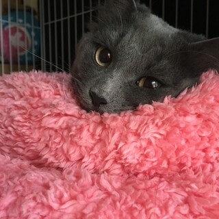 グレーミックスの7才甘えんぼうさんです