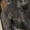 グレーミックスの7才甘えんぼうさんです サムネイル2