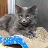 グレーミックスの7才甘えんぼうさんです サムネイル3