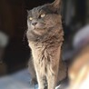 グレーミックスの7才甘えんぼうさんです サムネイル7