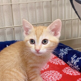 5/14高田馬場★すーちゃん★お転婆な美猫さん