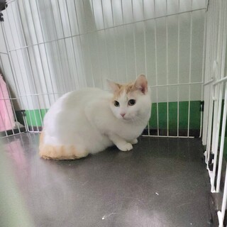 処分対処 飼い主持ち込み 茶白の可愛い子