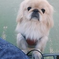 ペキニーズの甘えん坊な男の子