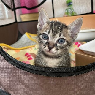 仲良し4兄妹★たいこちゃん★妹猫