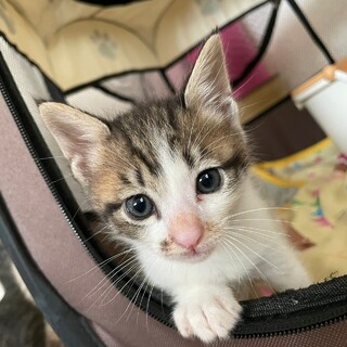 仲良し4兄妹★ばし君★可愛い食いしん坊