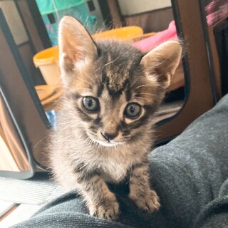  仲良し4兄妹★いま君★黒色多目