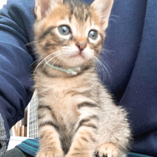 仲良し4兄妹★いち君★茶色多目