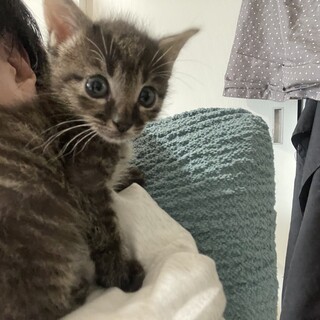 肩乗り猫★だい君★添い寝好き