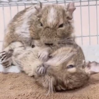 デグーの男の子の親子