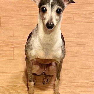 大人しくて甘えん坊の小桃ちゃん