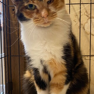 暴力を受けた猫に幸せな家族を、、