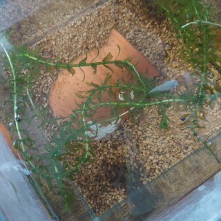 楊貴妃メダカ3匹みゆきメダカ1匹