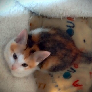 キュートな子ネコちゃん家族・多頭飼育から