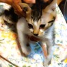 キュートな子ネコちゃん家族・多頭飼育から サムネイル4