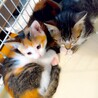 キュートな子ネコちゃん家族・多頭飼育から サムネイル6