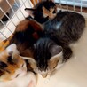 キュートな子ネコちゃん家族・多頭飼育から サムネイル7