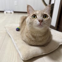 ルア