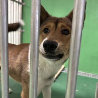 25日期限‼お迎えありません。命を繋げたい。