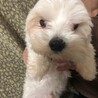 小柄な1歳マルチーズ！ソルトくん サムネイル5